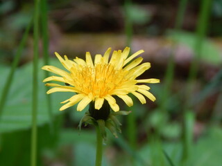 yellow dandelion flower