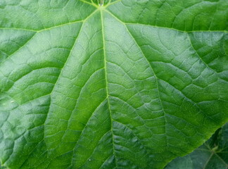 Obraz premium green leaf texture