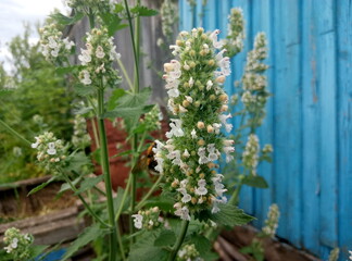 Fototapeta na wymiar mint flowers in the garden