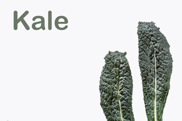 Kale cabbage leaves - Brassica oleracea var