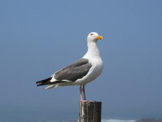 ROUTE 1, CAMBRIA