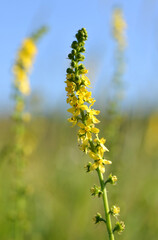 Blooming herbal plant Common agrimony (Agrimonia eupatoria) on meadow.