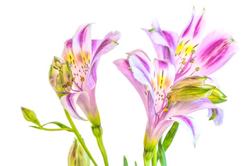 Fragment of a flower of Alstroemeria or Peruvian lily with stamens, close-up on a white background.
