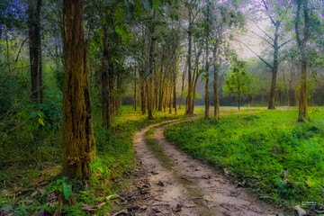 A Beautiful Path leading its way into the forest.