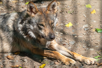 A closeups shot of a jackal lying on the ground