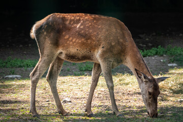 A sika deer female grazes in a forest glade. The sika deer, Cervus nippon