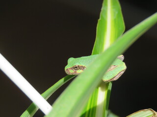 Little Guy Tree Frog