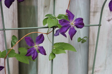 Clematis Bloom 2
