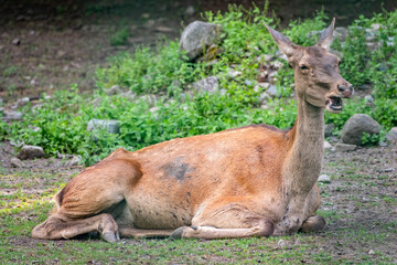 Red deer female resting on the ground.