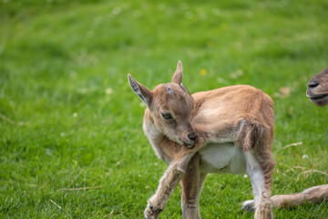 young markhor goat, Capra falconeri, close up portrait while sitting/grazing on grass during a sunny spring day.