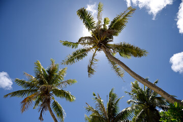 Coconut trees with blue sky and clouds in Mariana Islands, Micronesia