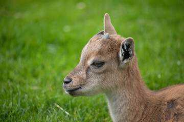 young markhor goat, Capra falconeri, close up portrait while sitting/grazing on grass during a sunny spring day.