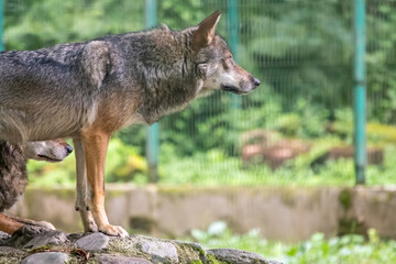 Gray wolf in the aviary. The wolf, Canis lupus