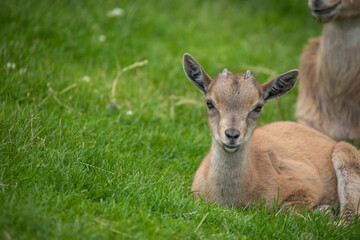 young markhor goat, Capra falconeri, close up portrait while sitting/grazing on grass during a sunny spring day.
