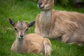 young markhor goat, Capra falconeri, close up portrait while sitting/grazing on grass during a sunny spring day.