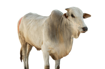 cows as sacrificial animals stand against an isolated background.Concept of Eid Al-Adha
