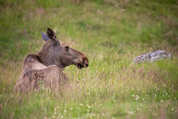 European Elk, alces alces, cloe uo side portrait while resting in the long grass taken during spring.