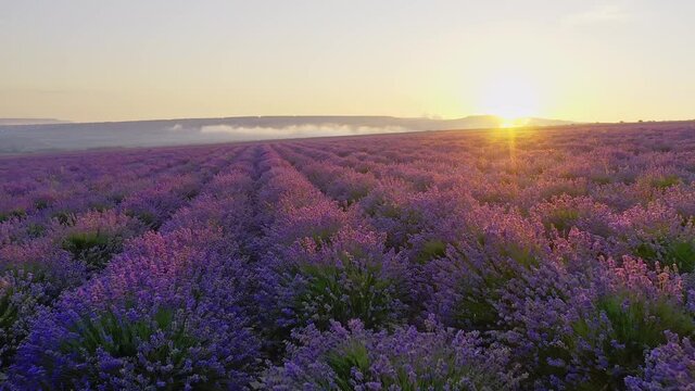 Aerial nature landscape video. Flight over lavender meadow at sunset. Agriculture industry scene.