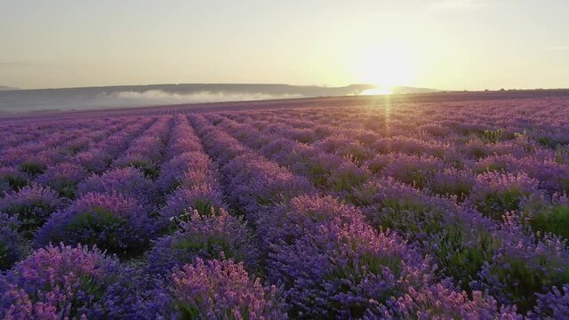 Aerial nature landscape video. Flight over lavender meadow at sunset. Agriculture industry scene.