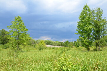 field of green grass and trees and rain clouds