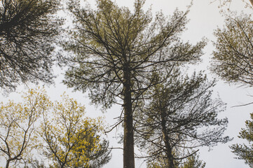 Moody Trees in the Forest