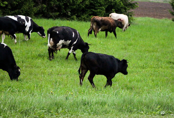 young dairy cows, go from  pasture through  green meadow along  forest, with young gobies and heifers.