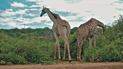 Two beautiful giraffes graze in green bushes. Close-up. Background - blue sky with clouds....