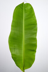 Green Fresh Banana Leaf On White Background