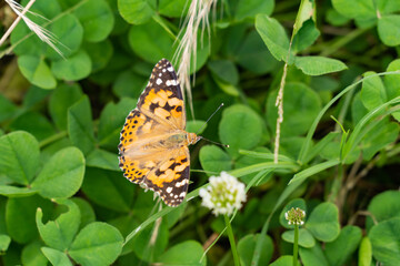 Painted Lady - Vanessa cardui - is sucking the nectar of a white clover flower in Fukuoka city, JAPAN.