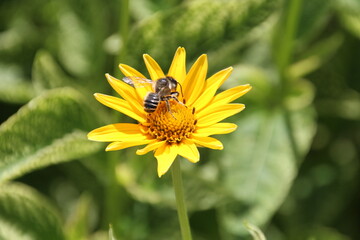 Bee On The  Flower, U of A Botanic Gardens, Devon, Alberta