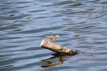 Bird On The Log, U of A Botanic Gardens, Devon, Alberta