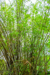 This tree is a lot of bamboo trees. 