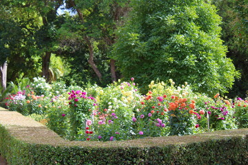 garden with flowers in adelaide botanic garden