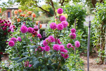 Fototapeta na wymiar flowers in adelaide botanic garden