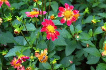 red and yellow flowers