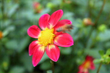 red flower