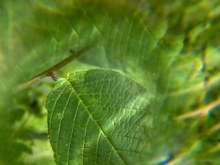 green texture sheet with blur effect and selective focus