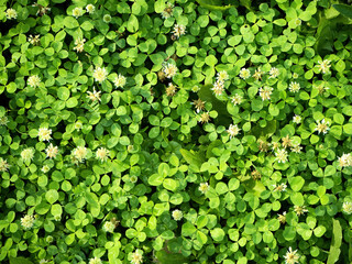 deep summer photo of the glade clover kind of sverhu