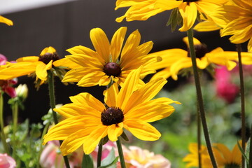 Glory Of The Black Eyed Susan, U of A Botanic Gardens, Devon, Alberta