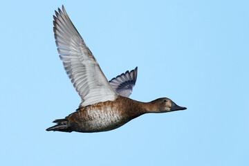 Common pochard (Aythya ferina) in flight