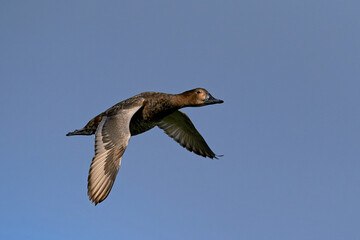 Common pochard (Aythya ferina) in flight