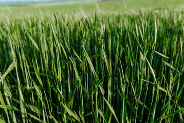 Green wheat field under the blue sky. Summer landscape