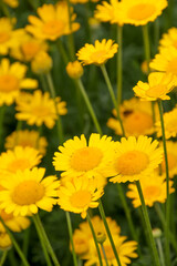 Fototapeta premium 植物、自然、花、緑、庭園、公園、庭、花壇、満開、フラワー、葉、樹木