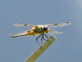 Four-Spotted chaser, dragonfly sitting on a leaf near a pond