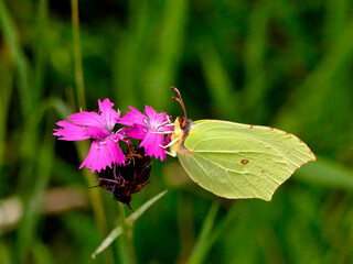 brimstone butterfly on a flower of Carthusian Pink