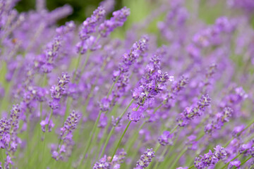 植物、自然、花、緑、庭園、公園、庭、花壇、満開、フラワー、葉、樹木