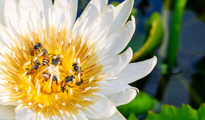 bee on a Lotus flower