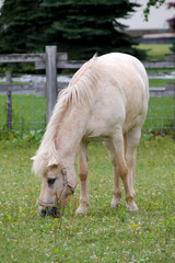 馬、放牧、サラブレッド、動物、草、哺乳類、ファーム、自然、牧場、牧草地、ホース