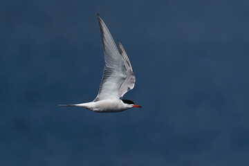 Obraz premium Common tern (Sterna hirundo)