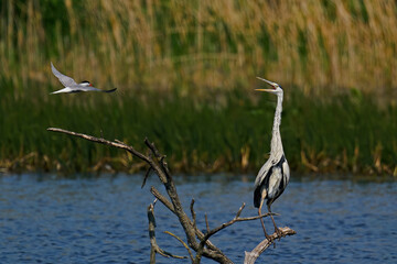 Common tern (Sterna hirundo)